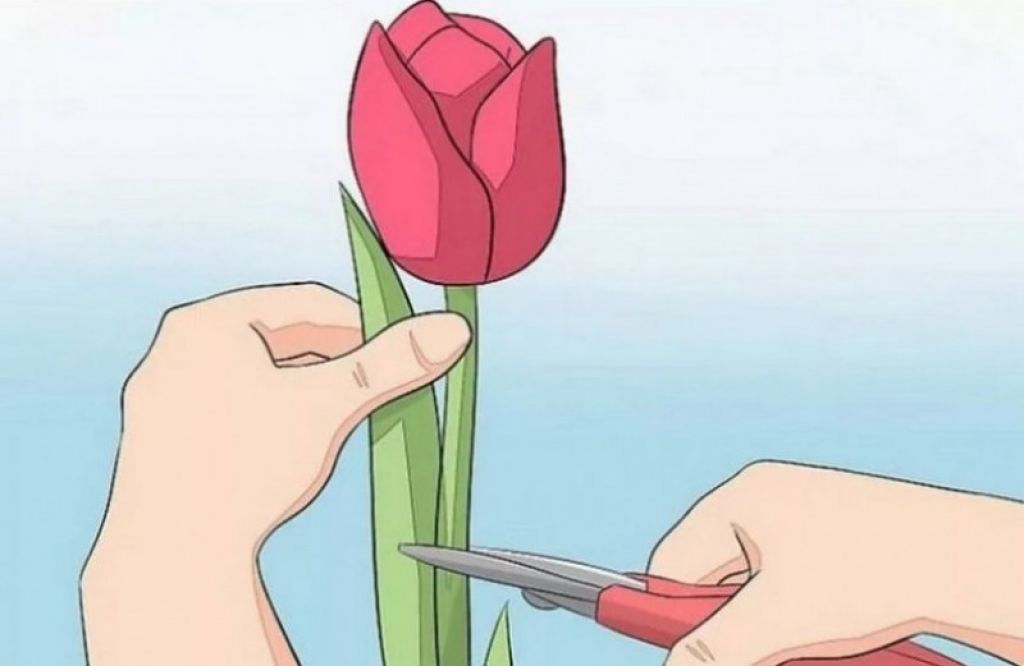 Как сделать чтобы тюльпаны закрылись