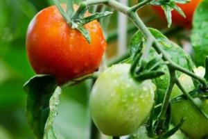 Как безопасно ускорить созревание томатов: готовим подкормку