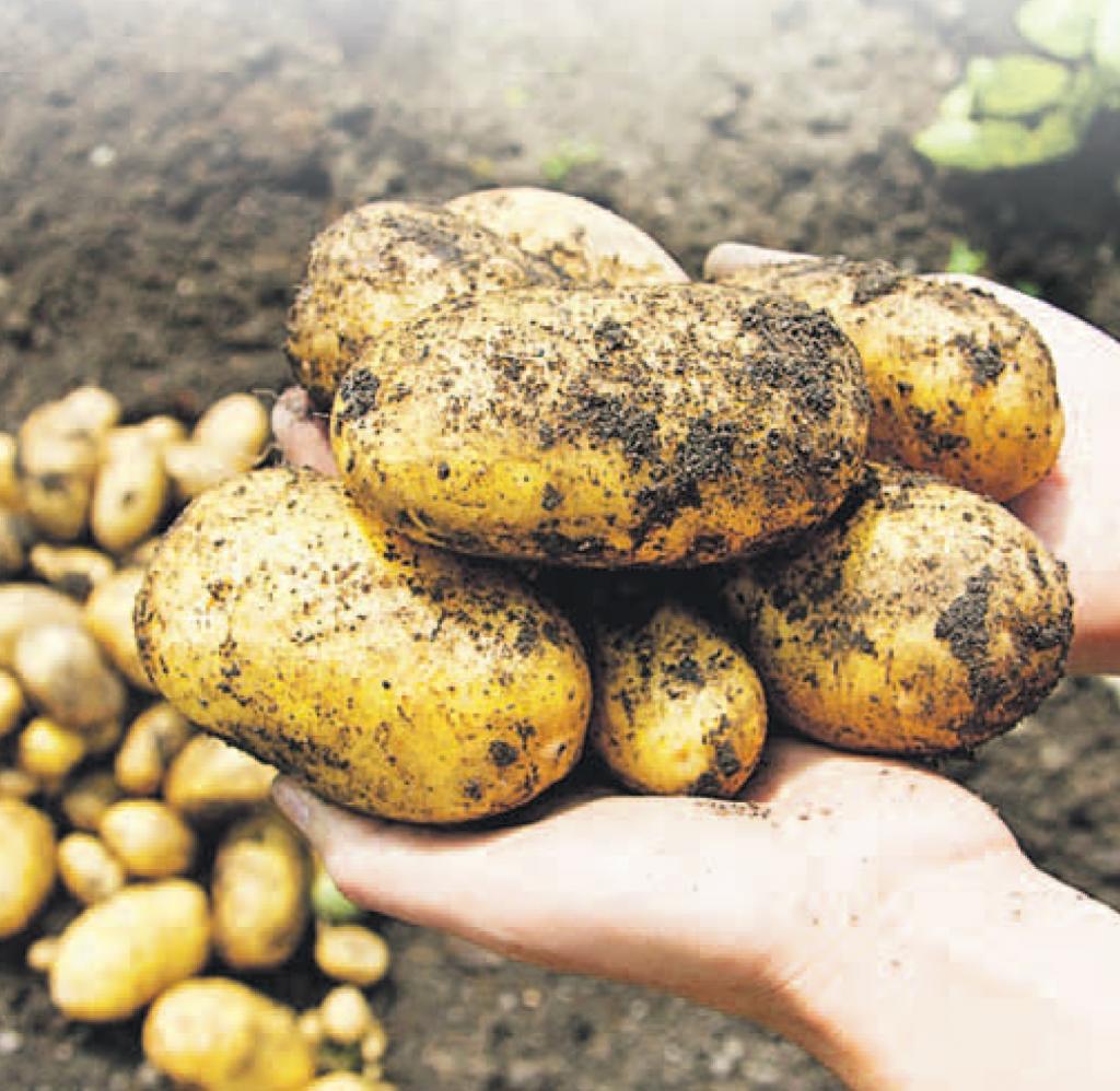 Первый урожай картофеля. Картофель. Урожай картофеля. Крупный картофель. Крупные сорта картофеля.
