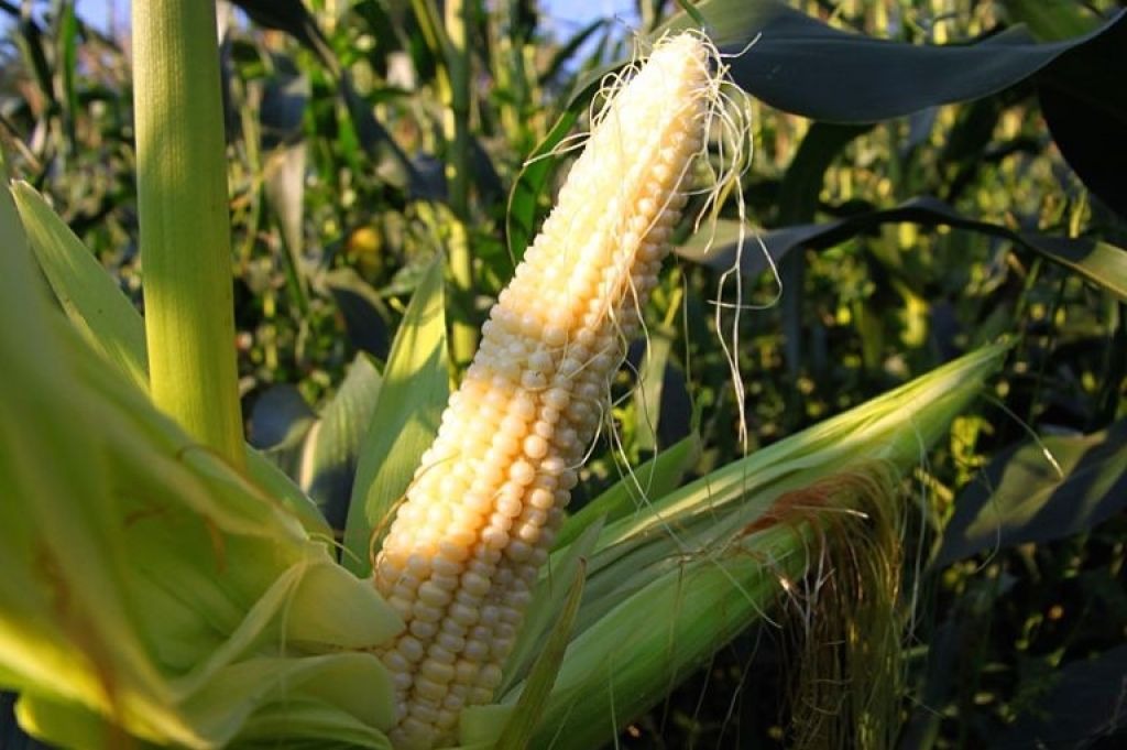 Как посадить кукурузу в огороде в открытый. Кукуруза восковой спелости. Молочно восковая спелость кукурузы. Посев кукурузы. Кукуруза в огороде.