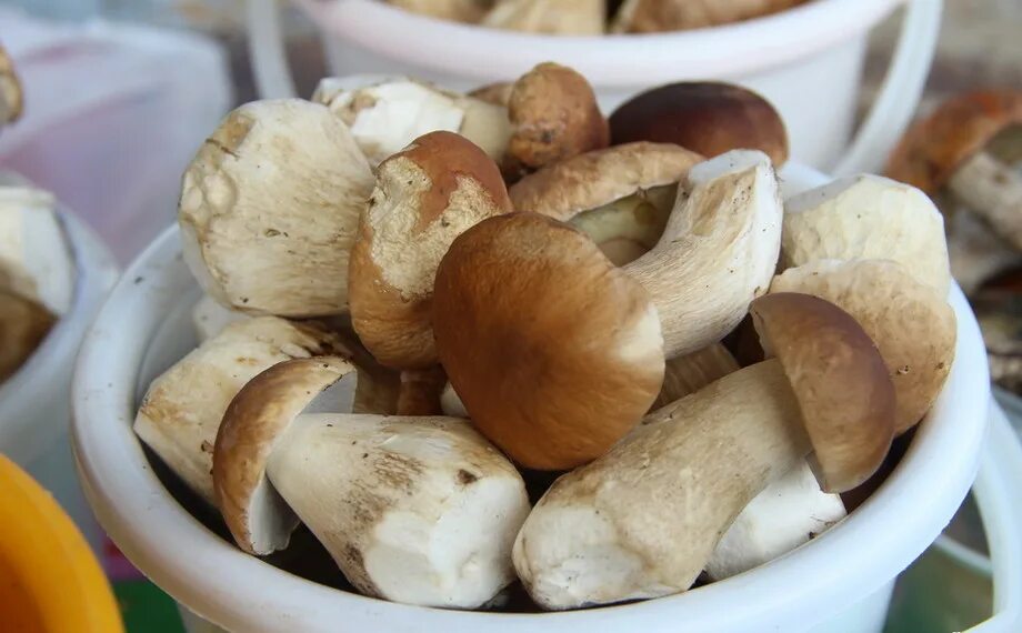 Польза есть грибы. Белый гриб. Самые полезные грибы. Белый гриб полезный. Какие белые грибы полезны.
