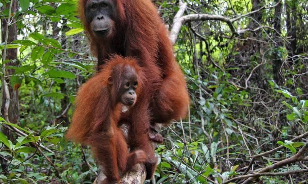 Орангутаны где обитает. Орангутанг Борнео. Парк Кинабатанган Борнео орангутаны. Калимантан орангутанги. Орангутан эндемик.