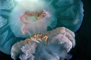 Краб и медуза: лучшие подводные фото 2022 года