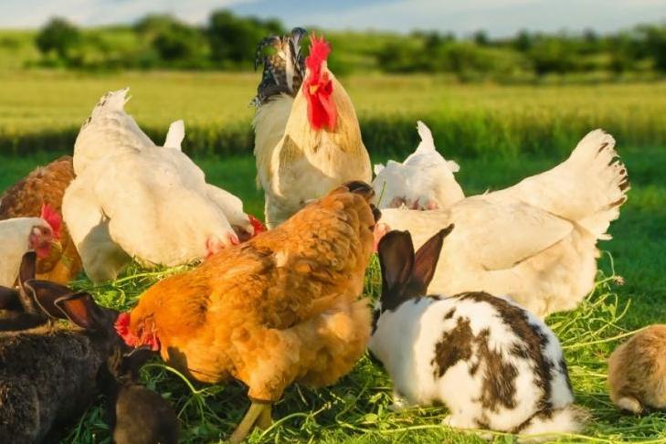 Гуси, утки, куры, индюки или кролики: какую живность лучше выбрать для летнего выращивания с весны до осени