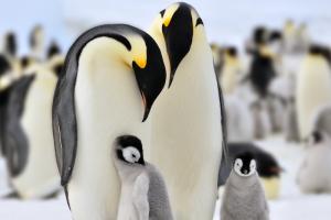В западной Антарктиде обнаружена ранее неизвестная колония императорских пингвинов