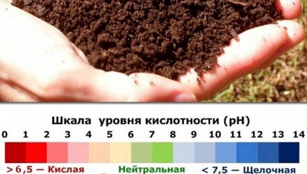 Картофель - для кислой среды, смородина - для щелочной: растения и рН почвы