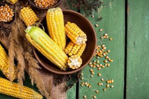 У кукурузы нашли ген, который защищает ее от глобального потепления: можно ли помочь адаптироваться и другим растениям
