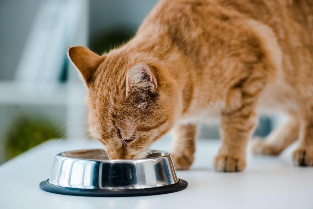 Кошка пьет воду причины. Кошка пьет. Ветеринарная миска. Кот перестал есть сухой корм. Cat Bowl.