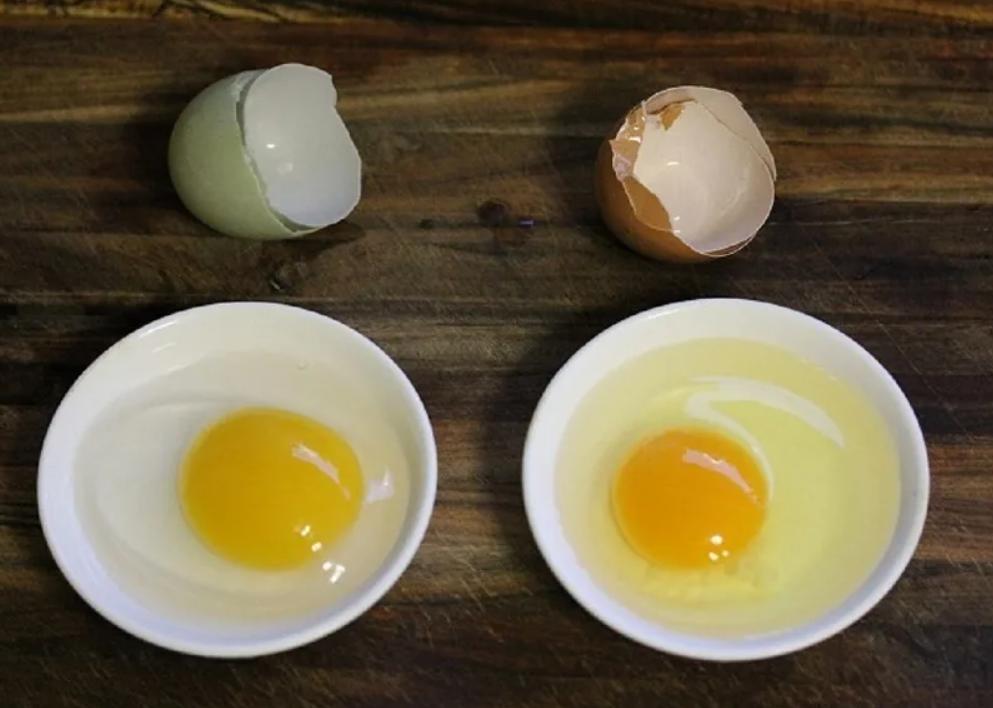 Какие должны быть домашние яйца. Белок и желток. Яичный белок и желток. Белок и желток в яйце. Желток куриного яйца.