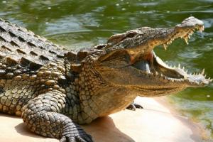 "Если на вас напал крокодил, постарайтесь как можно быстрее убраться подальше от воды": советы ИИ для экстремальных ситуаций