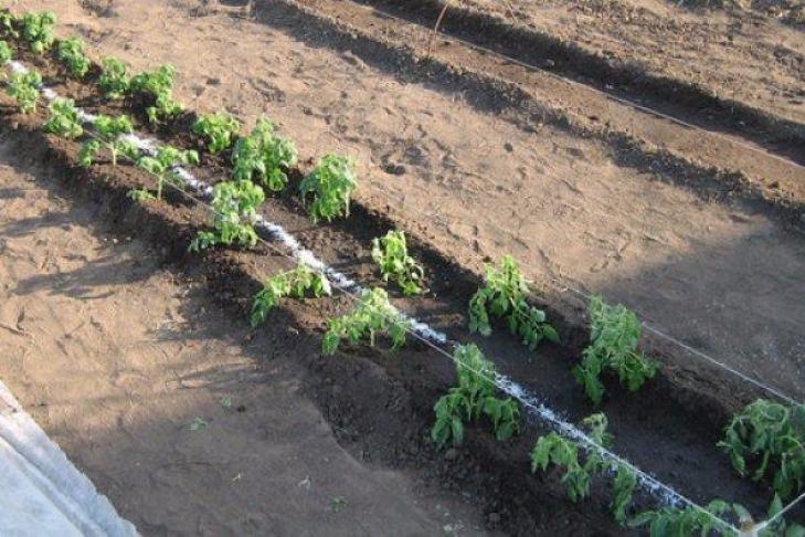 Траншейный способ посадки помидоров - один из лучших: как правильно сажать