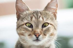 Выпадение третьего века у кошек: причины, насколько серьезно это состояние, возможно ли лечение