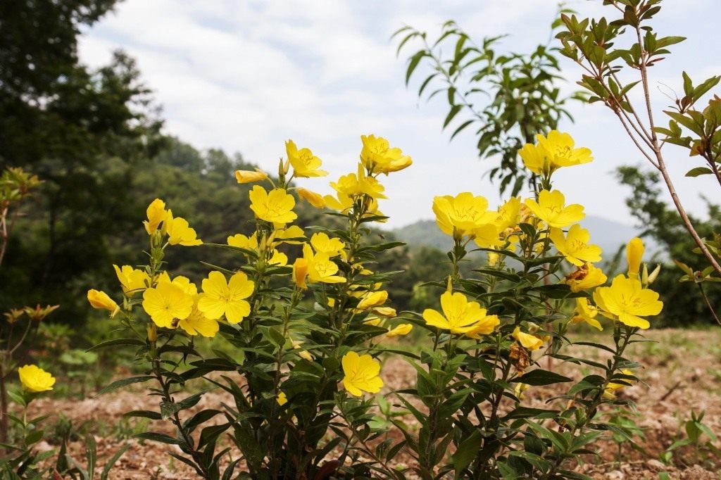 Желтые цветы для дачи. Энотера миссурийская. Энотера ослинник. Энотера кустарниковая ослинник. Энотера миссурийская желтая.