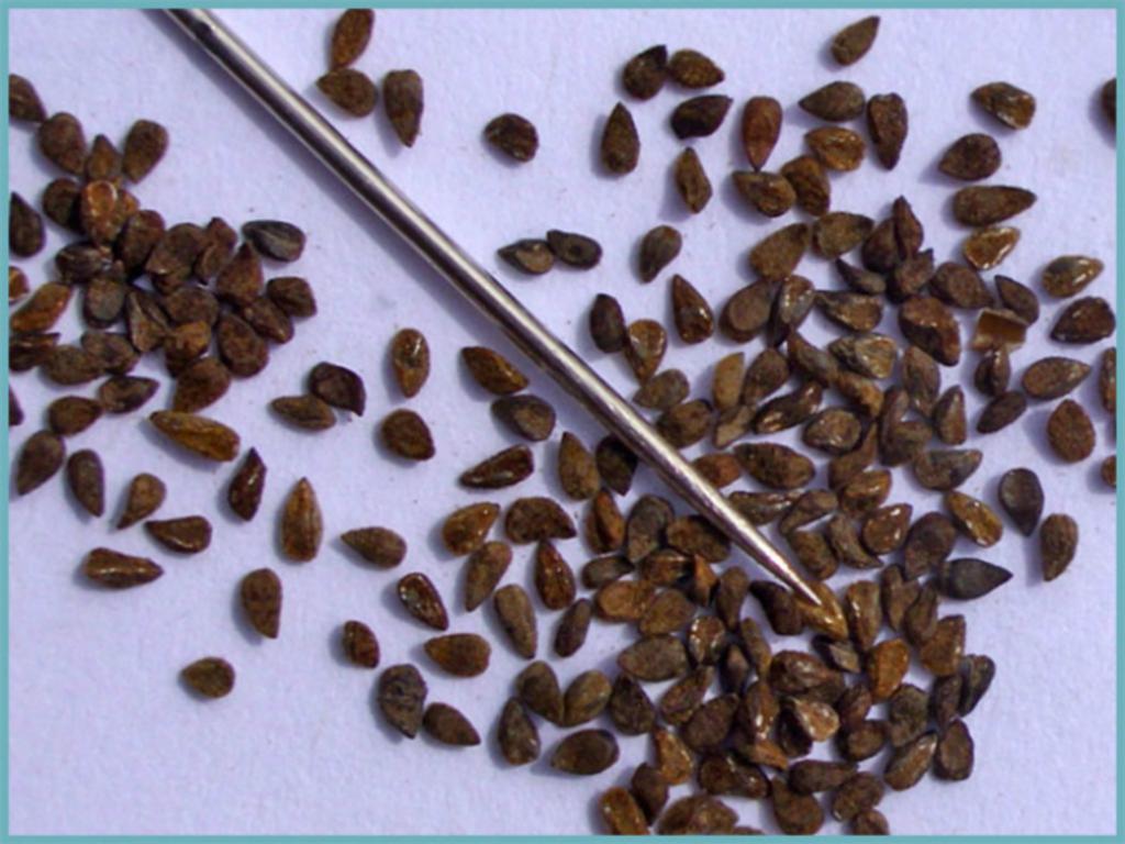 Какие семена можно в мае. Кларкия семена. Кларкия семена как выглядят. Герань Садовая семена. Мелкие коричневые семена что это.
