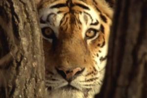 А четверть россиян не знают, что в России есть дикие тигры: где живут и чему радуются наши полосатые хищники