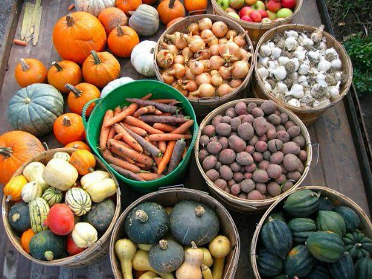 Качество хранения овощей. Погреб для овощей. Хранение овощей. Хранение овощей на зиму. Хранение урожая.
