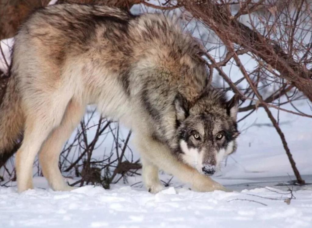 Что тех мест голодный рыскал. Колымский волк. Волк зимой. Волк серый.