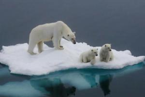 Где белые медведи сумели пережить предыдущее глобальное потепление, которое началось около 15 тыс. лет назад