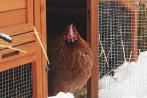 Все время спят, теряют перья и даже едят яйца: основные проблемы с курами зимой и способы их решения