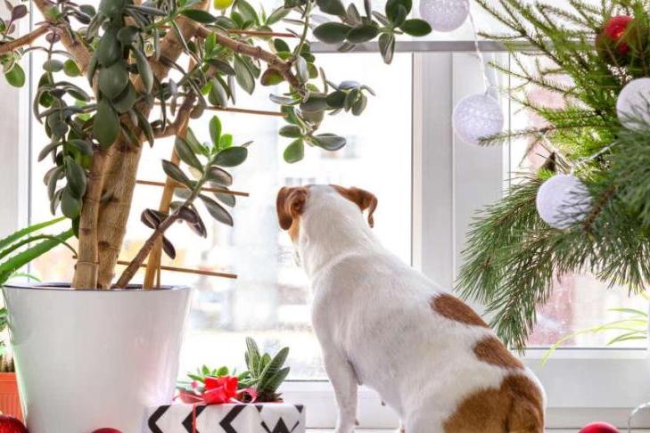 Свежий тренд в новогоднем декоре: как украсить домашние растения к зимним праздникам