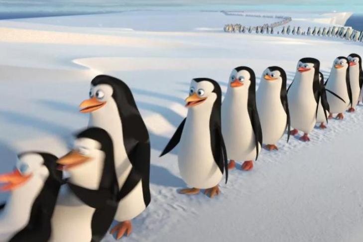 "У тебя сколько точек?": как некоторые пингвины различают друг друга