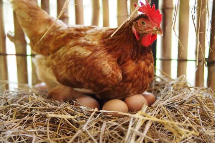Почему куры несут яйца с хрупкой или очень тонкой скорлупой: причины, что делать в таких случаях
