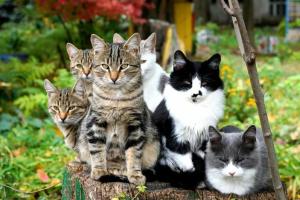 Редко проявляемая агрессия и сложные социальные отношения: как создается кошачья колония и в чем преимущества такой группы