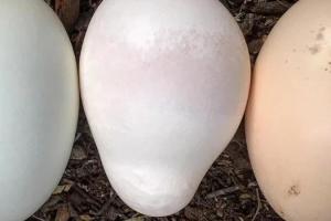 Без желтка или с плоскими стенками: дефекты яиц, по которым можно определить проблему со здоровьем и содержанием кур