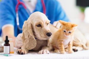 Бонус за регистрацию домашнего животного: россияне смогут получить налоговый вычет за ветеринарные услуги