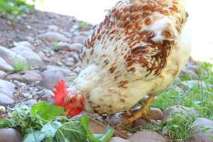 Как давать крапиву курам, чтобы повысить яйценоскость и поддержать здоровье птицы после зимы