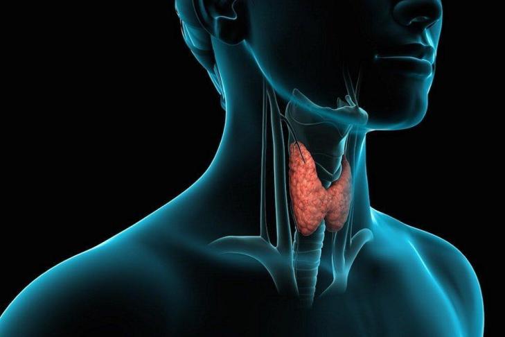 "Дирижер" всего организма: почему важно постоянно следить за состоянием щитовидной железы