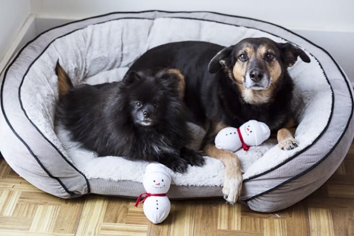 Делаем дешевые игрушки для собак своими руками: 9 бюджетных способов порадовать любимого питомца