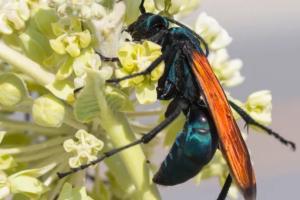 Какие насекомые полезны в саду и как помочь им там поселиться