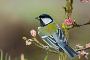 Почему птицы облетают стороной садовый участок и как создать для них благоприятные условия (зачем это нужно)