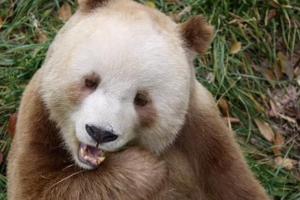 Генетический феномен: новое исследование из Китая пролило свет на цвет панд