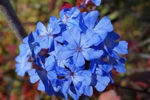 Красивые цветы и природный консервант: разведение цератостигмы на даче