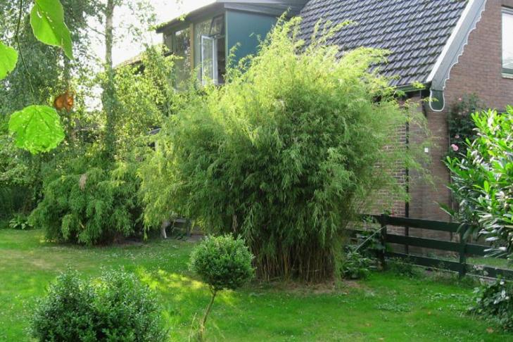 Экзотический бамбук или вечнозеленая арундинария: как выращивать растение на своей даче