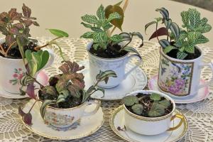 Чайные сады — очаровательное дополнение к вашей коллекции комнатных растений. Как вырастить
