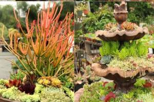 Цвет и текстура: как посадить красивый сад суккулентов за 5 простых шагов