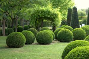Вечнозеленый самшит: как его выращивать в условиях загородной дачи