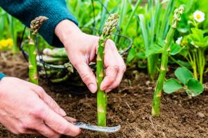 Капризный, да еще и раздельнополый овощ: особенности и проблемы при выращивания спаржи