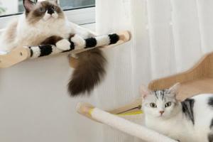 Как устроить подвесную кроватку для кошки: обеспечение комфорта и расслабления вашему домашнему питомцу