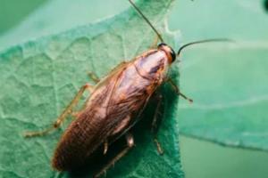 Почему уличные тараканы приходят в дом и как быстро от них избавиться: советы по борьбе и профилактике