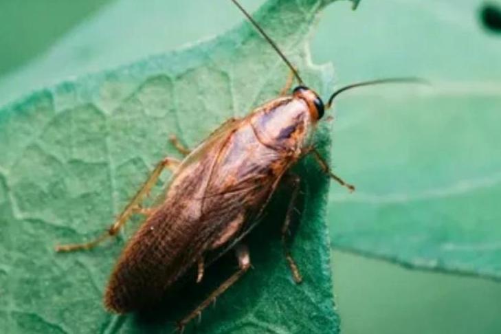 Почему уличные тараканы приходят в дом и как быстро от них избавиться: советы по борьбе и профилактике