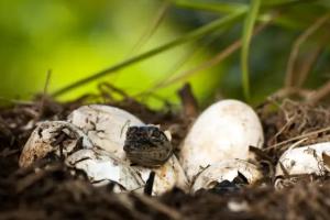 Змеиные норы в саду: как распознать гнездо и что делать, чтобы избавиться от опасных гостей (все самые лучшие способы)