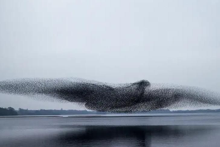 Мурмурация, или танец тысячи птиц: как возникает эта загадка природы