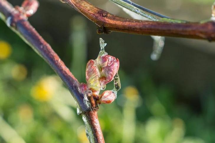 Поздние весенние заморозки: как спасти виноградную лозу, которая после холодной ночи покрылась инеем