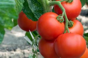 Поливать лучше дождевой водой: уход за помидорами в открытом грунте
