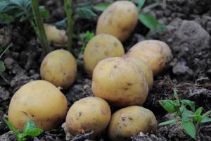 Подходят лук, чеснок, укроп и не только: что посадить в междурядье картофеля для хорошего урожая