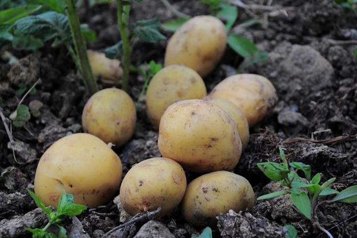 Подходят лук, чеснок, укроп и не только: что посадить в междурядье картофеля для хорошего урожая
